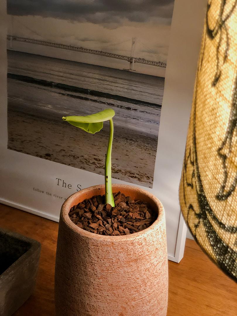 식물이 전하는 이야기