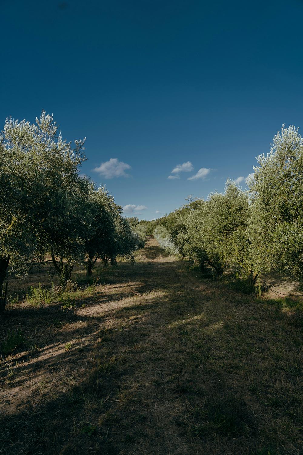 Latzimas 올리브 오일