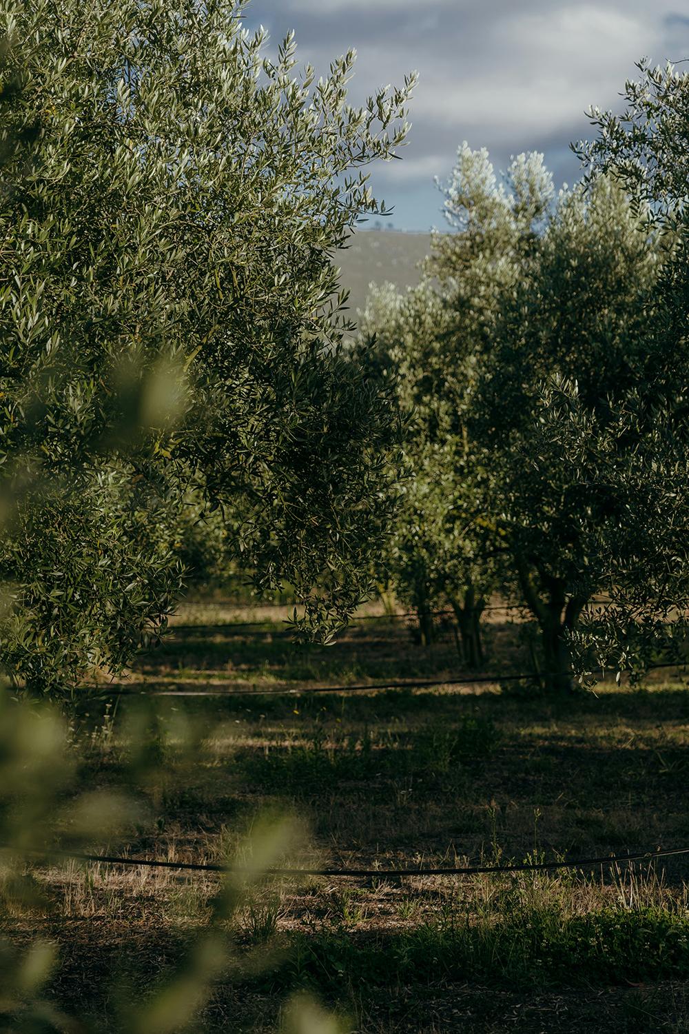 Latzimas 올리브 오일